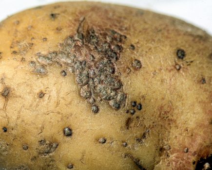 Protect high-value potato seed from diseases developing in store