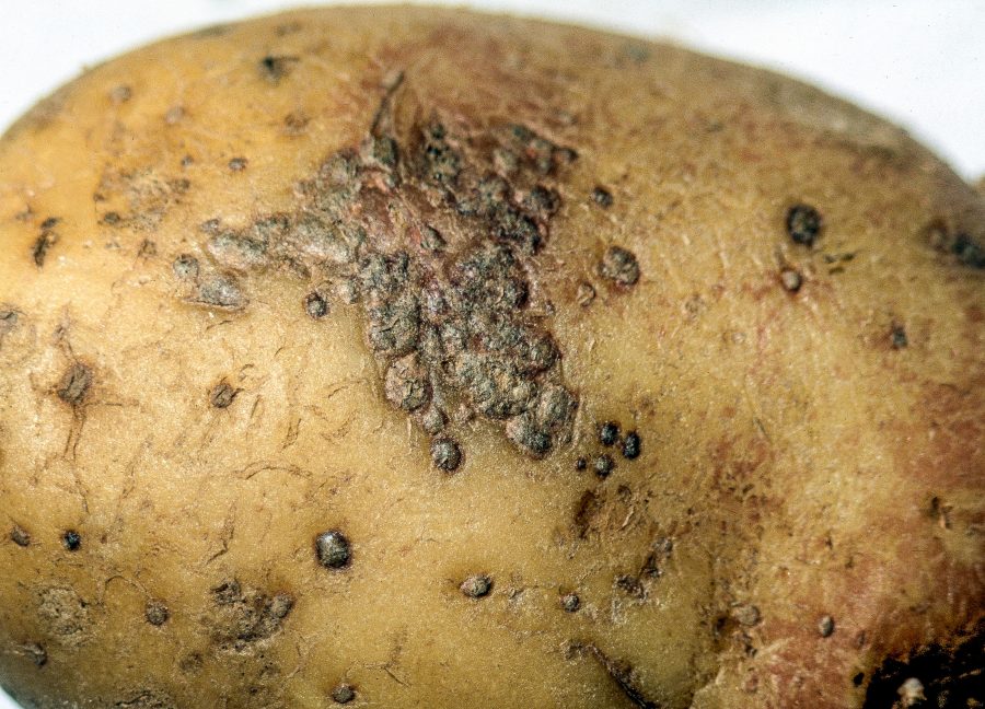 Protect high-value potato seed from diseases developing in store