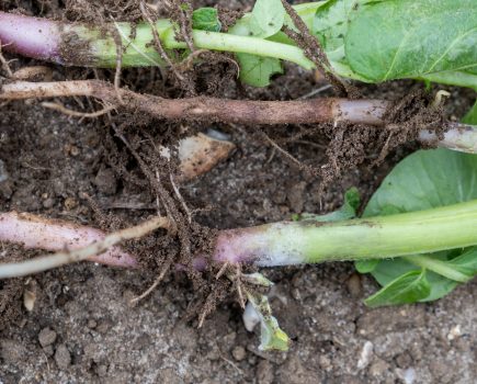 Put spud plantings one step ahead of Rhizoctonia risk