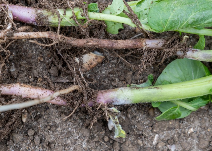 Put spud plantings one step ahead of Rhizoctonia risk