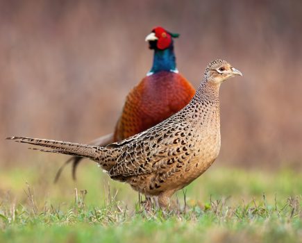 Fighting to keep bird flu under control