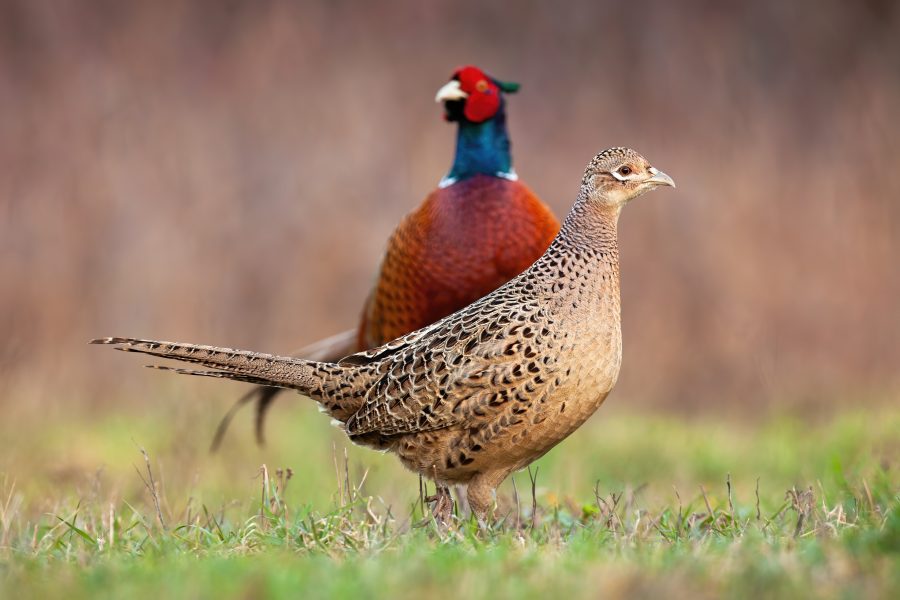 Fighting to keep bird flu under control