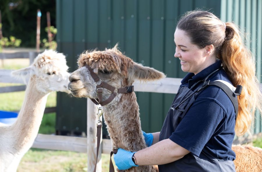 Female farm vet appointed new President of the Society of Practising Veterinary Surgeons