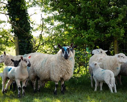 Blowfly Watch service returns for 2025