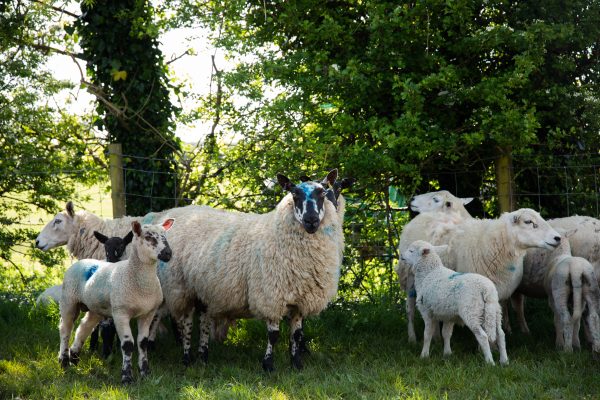 Blowfly Watch service returns for 2025