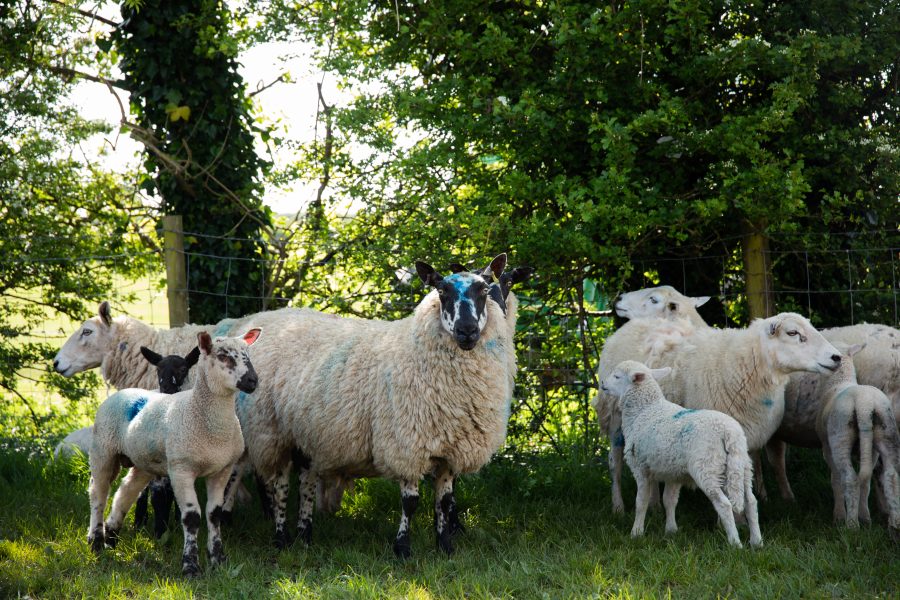 Blowfly Watch service returns for 2025