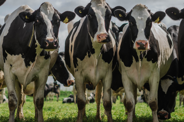 Gradual transition to grazing is key to maintaining yields at turnout