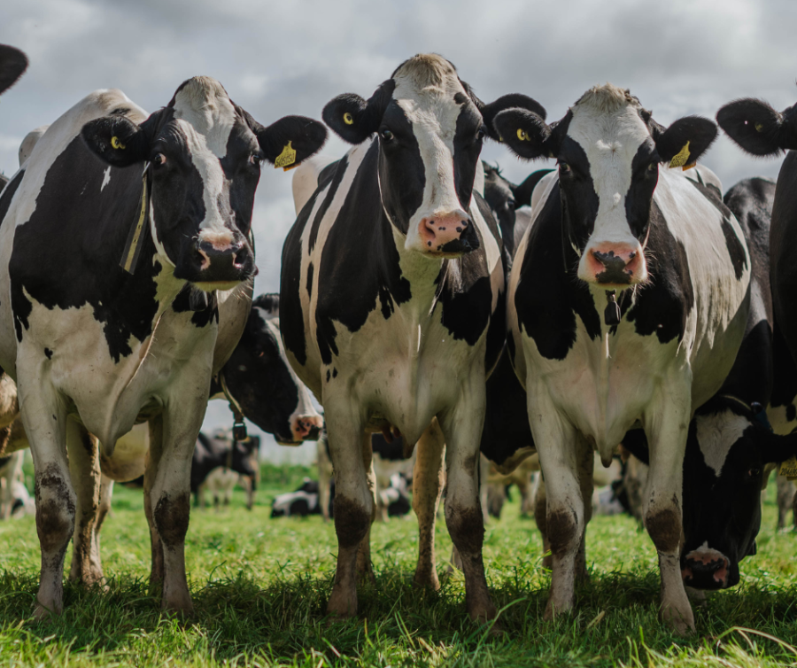 Gradual transition to grazing is key to maintaining yields at turnout