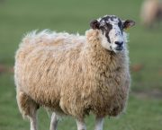 Early spring parasite risk hugely variable on sheep farms