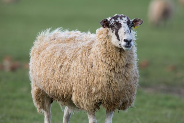 Early spring parasite risk hugely variable on sheep farms